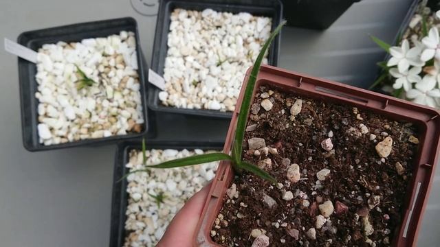 Родогипоксис (Rhodohypoxis). Обзор моей маленькой коллекции, особенности, выращивание, размножение. смотреть онлайн