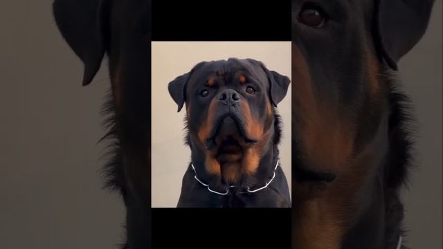 Enjoy The Black Beauty Breed Rottweiler ? смотреть онлайн