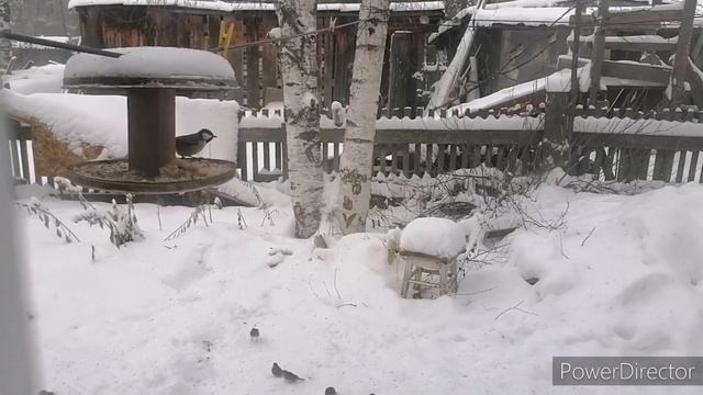 Вид из окна на птиц. смотреть онлайн