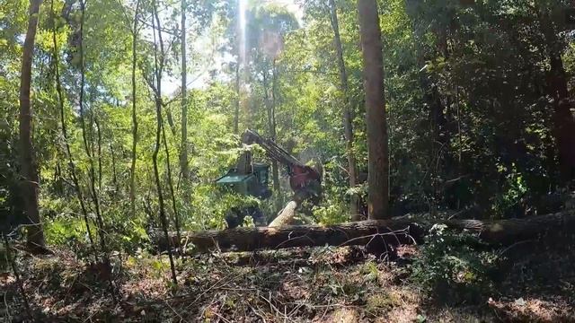 From Logs To Lumber A Day In The Woods With Logger Wade (Part 1) смотреть онлайн