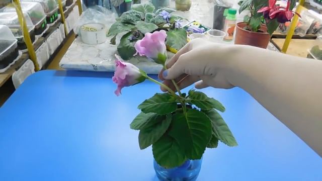 ???ШОУ ГЛОКСИНИЙ №11 !!! СОРТА ГЛОКСИНИЙ ! МОЯ КОЛЛЕКЦИЯ ! How to grow gloxinia смотреть онлайн
