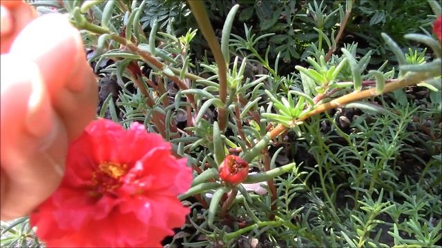 Кулинарные Путешествия по Гастрономическим Культурам