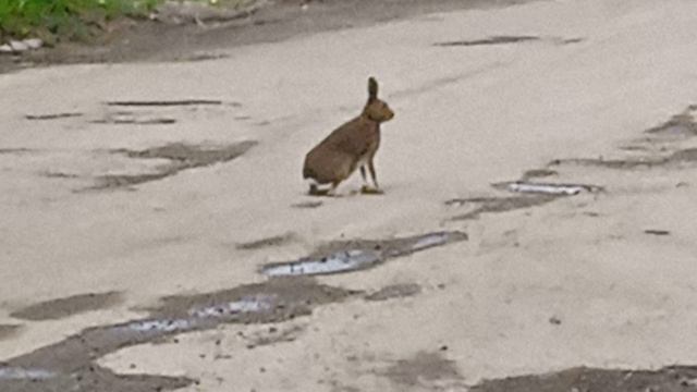 Зайчик потерялся смотреть онлайн