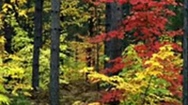 лесная фантазия — Видео@MailRu