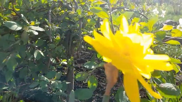 #нарциссГолденДукат / Нарцисс махровый Голден Дукат(лат. nurcissus ). Группа IV. смотреть онлайн