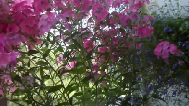 Зимние сады на балконах и лоджиях смотреть онлайн