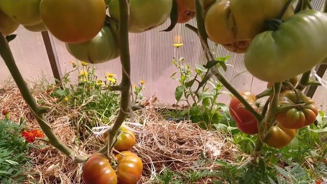 ЛУЧШИЕ ТОМАТЫ 2021года./Best Varieties Of Tomatoes 2021