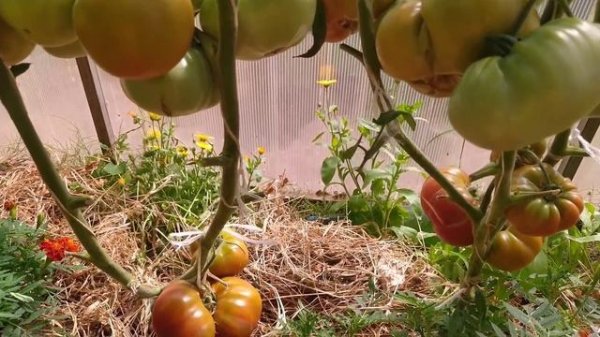 ЛУЧШИЕ ТОМАТЫ 2021года./Best varieties of tomatoes 2021