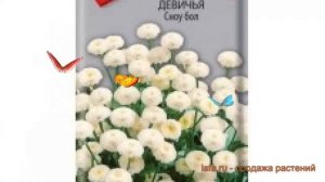 Хризантема обыкновенная Девичья Сноу бол ? обзор: как сажать, семена хризантемы Девичья Сноу бол