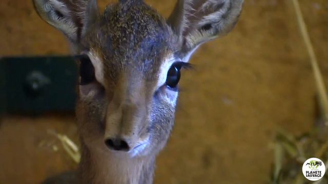 #Dik-Dik : vous avez choisi Karibu ! смотреть онлайн