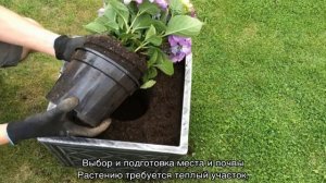Гортензия шершавая или шероховатая — посадка и уход в открытом грунте