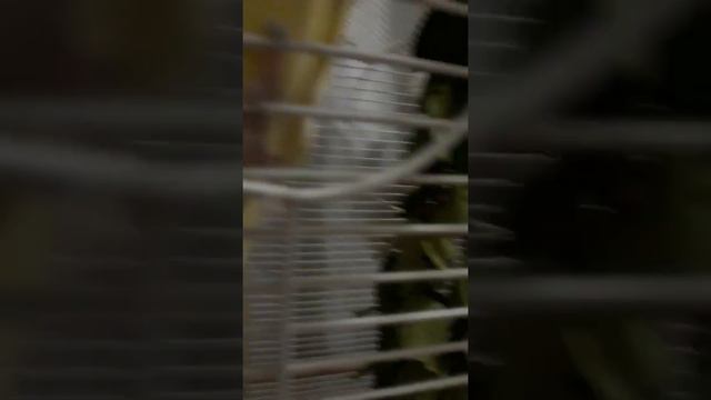 Мои попугаи кореллы Кеша и Ксюша.Вечерние песнопения.