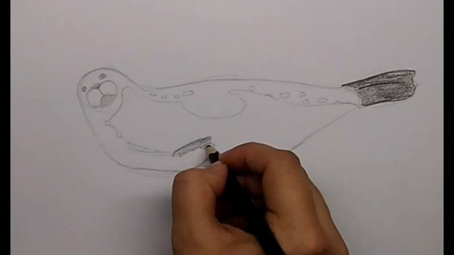 Как нарисовать тюленя смотреть онлайн