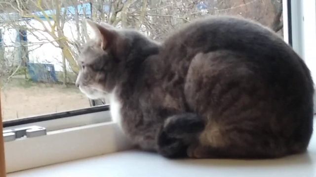 Кот упал с 2 этажа 😭, ОН ВЫЖИЛ????😓 смотреть онлайн