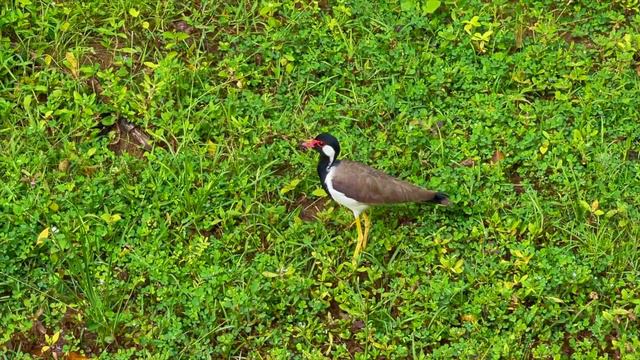 Не пляжная Шри-Ланка. Автотрип по острову. смотреть онлайн