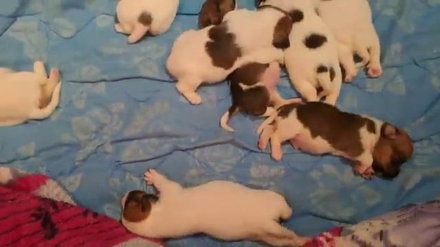 щенки Джек рассел терьера(1) смотреть онлайн