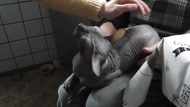 НАМ ПОДАРИЛИ ДОМ В ДЕРЕВНЕ У ОЗЕРА. ТЕПЕРЬ У НАС ДВА ДОМА В ДЕРЕВНЕ. смотреть онлайн