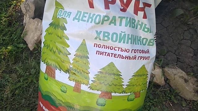Спирея Японская Голд Флейм.Обзор саженцев. смотреть онлайн