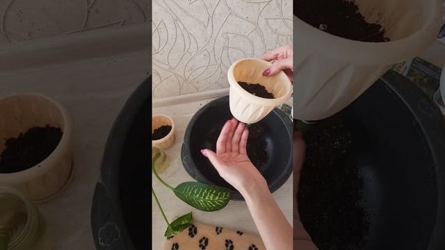 Посадка Диффенбахия Прелестная. Обновление Диффенбахии. Делаем пышный куст Диффенбахии. смотреть онлайн