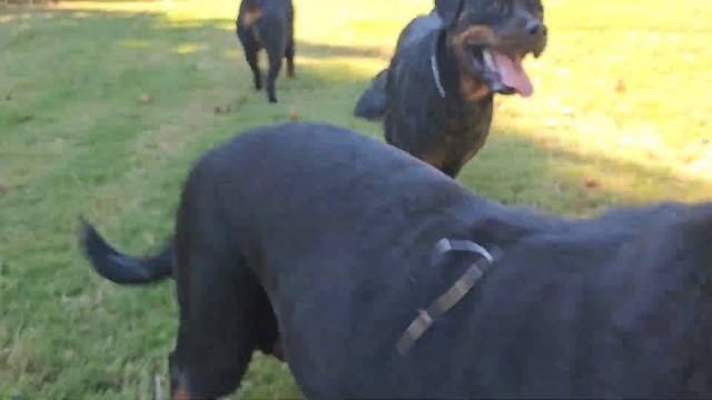 chilling with the ROTTWEILERS part 2 смотреть онлайн