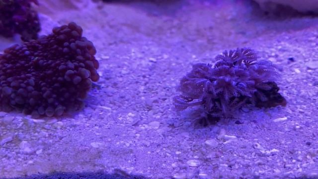 Померял нитрат фосфат в своем морском аквариуме. смотреть онлайн