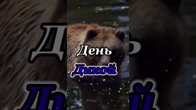 Всемирный День Дикой Природы 2 Марта смотреть онлайн