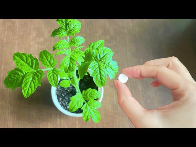 1 ТАБЛЕТКА И ЛЮБАЯ РАССАДА БУДЕТ ТОЛСТЫМ КРЕПЫШОМ! РАССАДУ НЕ УЗНАТЬ ОТ ЭТОЙ ПОДКОРМКИ! смотреть онлайн