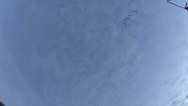 Охота на серого гуся 2018 смотреть онлайн