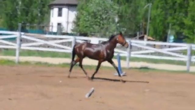 Юг, латвийский жеребец смотреть онлайн