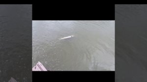 Запуск хищной белуги в свой пруд