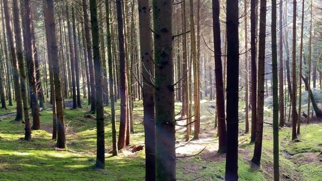 Pilze im Februar | 21.02.2021 | Samtfußrüblinge, Zitterlinge, Schwefelköpfe | Toller Frühlingstag смотреть онлайн
