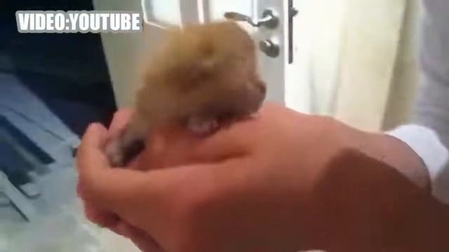 Мяуканье котят,кошек мяуканье  Сборник HD