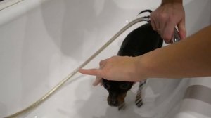 Купание ТОЙ ТЕРЬЕРА