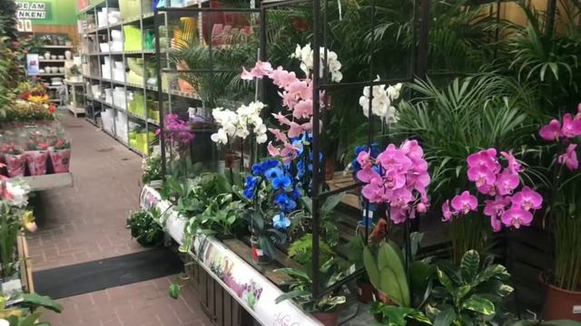 Gartencenter Holland, Zimmerpflanzen смотреть онлайн