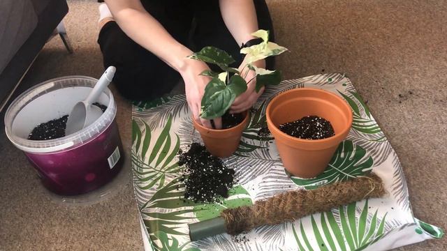 repot with me! putting my variegated syngonium on a moss pole, repotting my hoya pink princess. смотреть онлайн