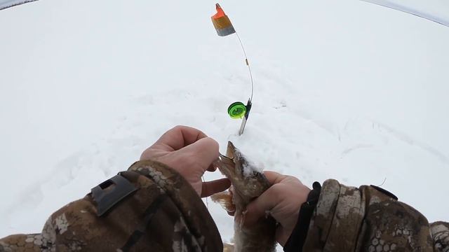КИВОК И ФЛАЖКИ НА РЫБАЛКЕ ВО ВРЕМЯ САМОИЗОЛЯЦИИ РОСКОШЬ! СПОРТИВНАЯ ВЕСЕННЯЯ РЫБАЛОЧКА ПОЛУЧИЛАСЬ! смотреть онлайн