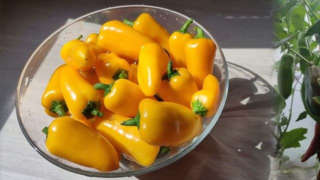 160. Куст усыпан ПЕРЦАМИ. Удивил!