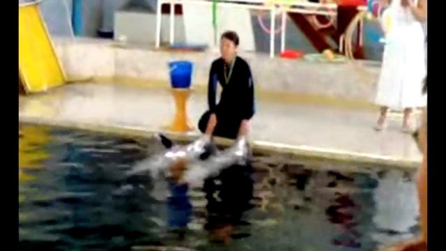 Картина от дельфина смотреть онлайн