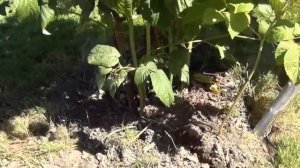 13.Малина.Как посадить малину без ошибок.