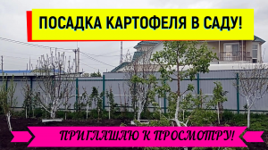 ПОСАДКА КАРТОФЕЛЯ В САДУ!#картофельпосадка#картофельподготовка#картофельвсаду#огород#плодовыйсад#кар