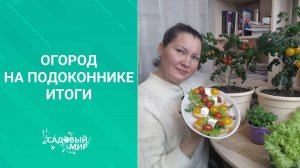 Помидоры и салат растим в горшках дома на окне. Урожай едим в январе!