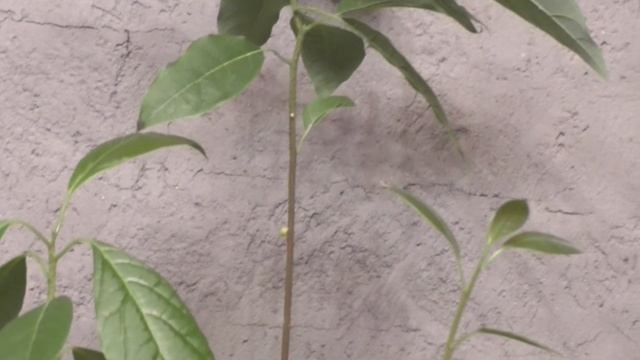 Авокадо из косточки. Целый сад //Nataliya Alekseeva// смотреть онлайн