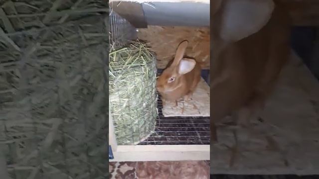? Отсадил самку, от малышей хватит мучать крольчиху. #Кролики #бургундия #shorts смотреть онлайн