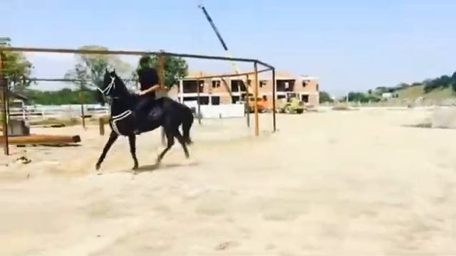 ЧЕЧЕНСКИЙ КОННЫЙ СПОРТ РАЗВИВАЕТСЯ СТРИМИТЕЛЬНО И АКТИВНО НА ВСЮ ЧЕЧЕНСКУЮ РЕСПУБЛИКУ И ПО РОССИИ смотреть онлайн