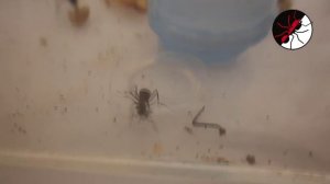 Муравьи Formica Rufa. Замена пробирок в формикарии.