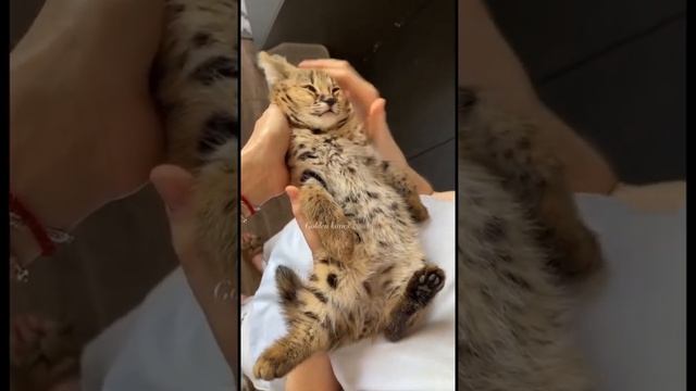 Саванна ф1 НР??саванна ф1 это гибрид сервала и домашней кошки смотреть онлайн