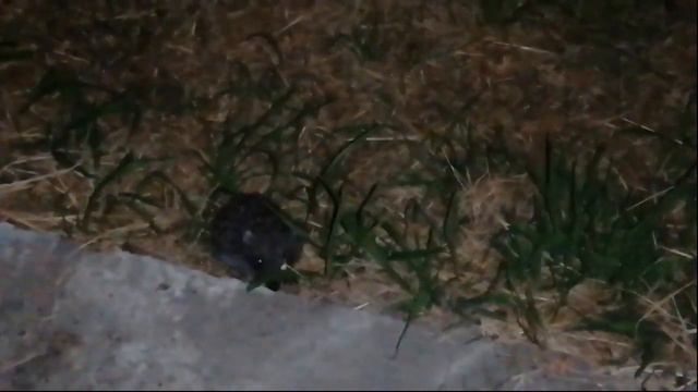 Уличные кошки и ёжик (Сочи 2022) / Street cats and hedgehog (Sochi 2022) смотреть онлайн