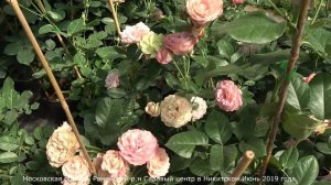 Обзор розы Акрополис (Флорибунда)  Acropolis (Meilland, 2001)