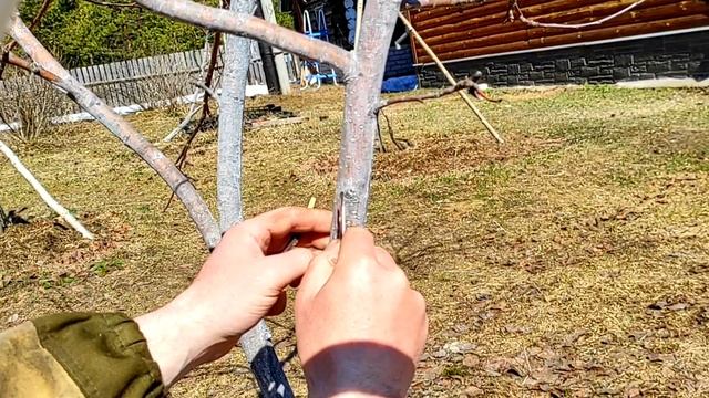 Самая простая ПРИВИВКА ЯБЛОНИ для новичков
