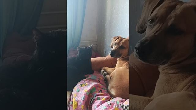 Два со товарища)))))